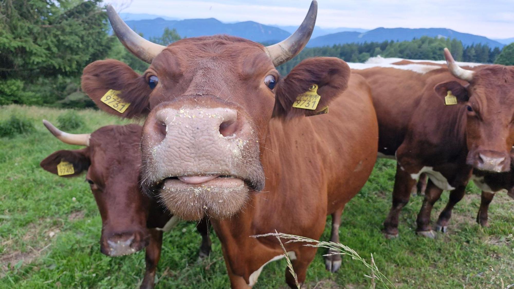 Tourist Farm Gricnik Bauernhof
